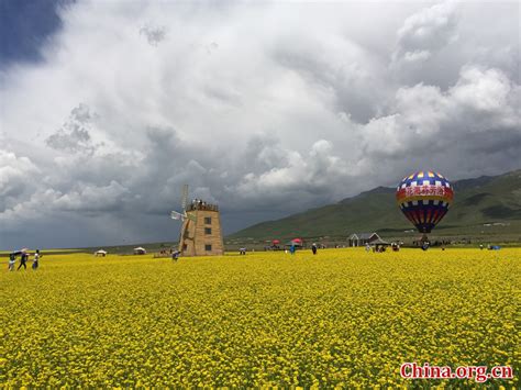 青海花海在哪個地方，探尋高原上的絢麗秘境與無盡遐想